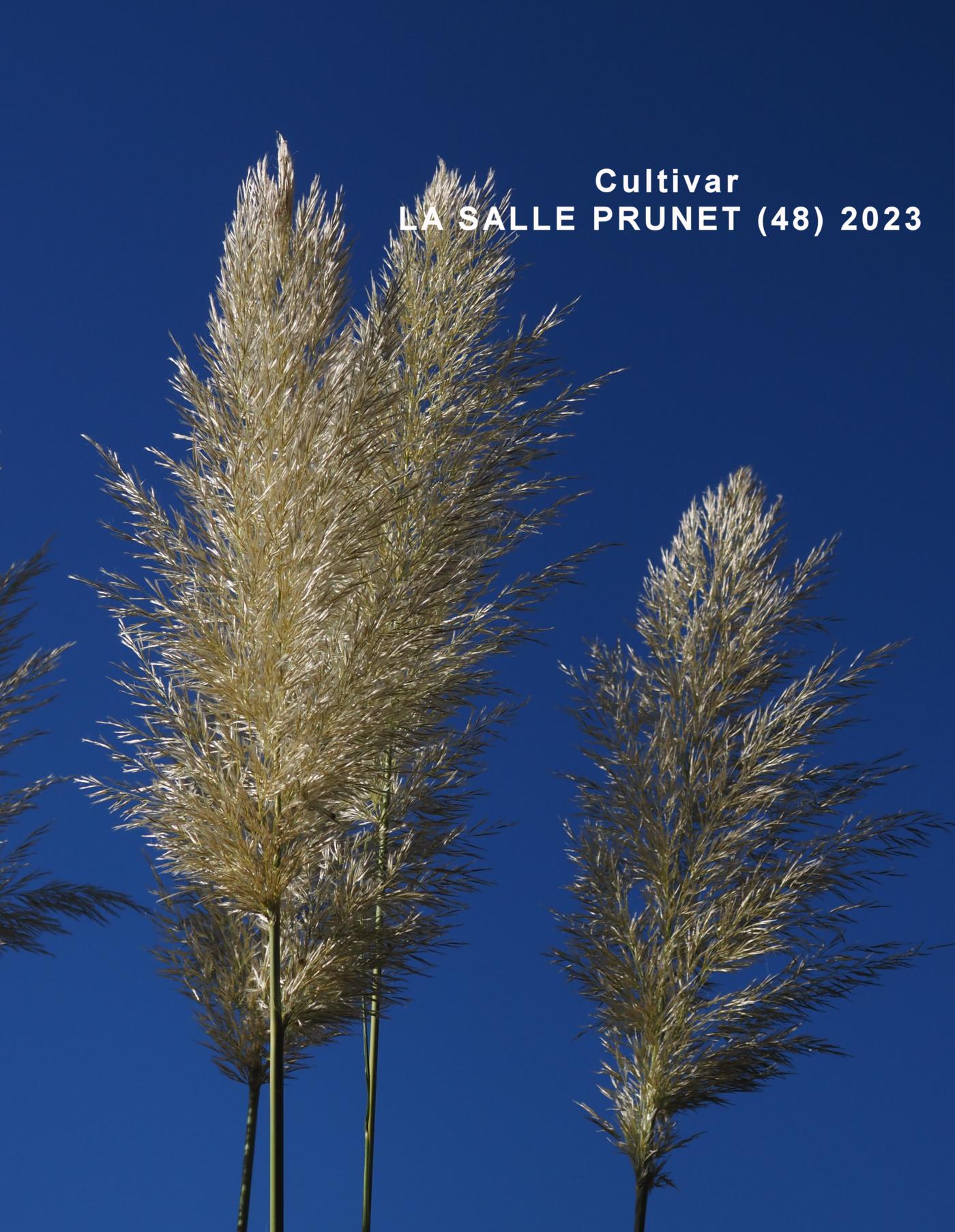 Pampas Grass flower